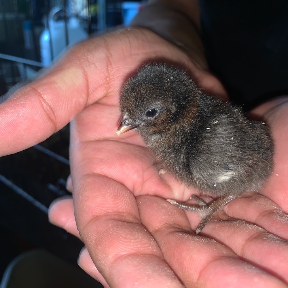 Meet your Posher, A. iris